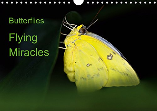 Butterflies, flying miracles (Wall Calendar 2019 DIN A4 Landscape): Portrait of twelve unique, beautyful butterflies from Africa, Asia and South ... ... from Africa, Asia and South America Film, Art & Culture