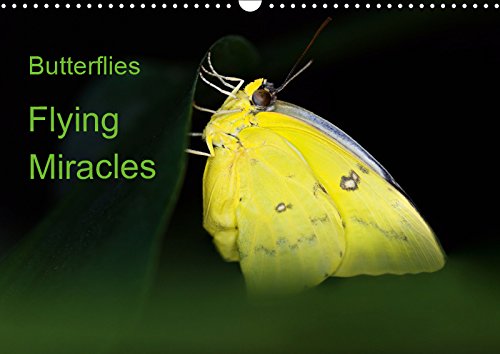 Butterflies, flying miracles (Wall Calendar 2019 DIN A3 Landscape): Portrait of twelve unique, beautyful butterflies from Africa, Asia and South ... ... from Africa, Asia and South America Film, Art & Culture