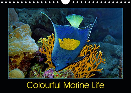 Colourful Marine Life (Wall Calendar 2019 DIN A4 Landscape): Brightly coloured underwater world (Monthly calendar, 14 pages ) (Calvendo Animals) Leisure, Home & Garden