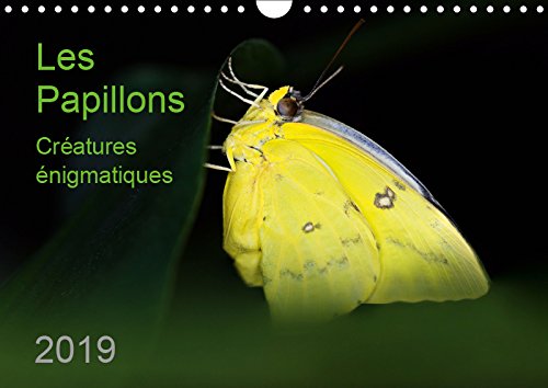 Les Papillons - créatures énigmatiques (Calendrier mural 2019 DIN A4 horizontal): Portraits de douze papillons graciles aux couleurs magnifiques, ... ... d`Afrique, d`Asie et d`Amérique du Sud Film, Art & Culture