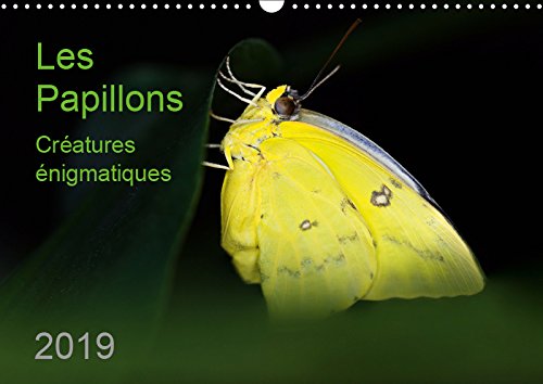 Les Papillons - créatures énigmatiques (Calendrier mural 2019 DIN A3 horizontal): Portraits de douze papillons graciles aux couleurs magnifiques, ... mensuel, 14 Pages ) (Calvendo Animaux) Film, Art & Culture