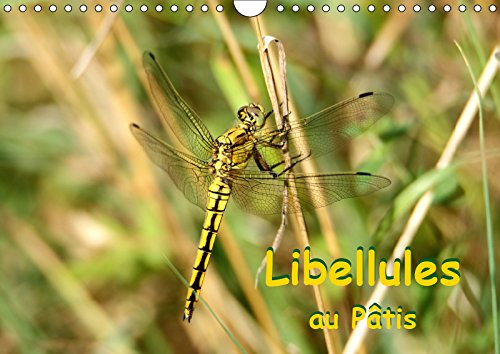 Libellules au Pâtis (Calendrier mural 2019 DIN A4 horizontal): Rencontre avec des libellules dans le parc naturel du Pâtis (Calendrier mensuel, 14 Pages ) (Calvendo Animaux) Business & Technology