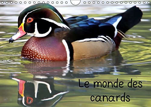 Le monde des canards (Calendrier mural 2019 DIN A4 horizontal): A la découverte des canards du monde entier (Calendrier mensuel, 14 Pages ) (Calvendo Animaux) Film, Art & Culture