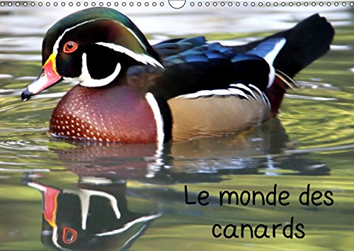 Le monde des canards (Calendrier mural 2019 DIN A3 horizontal): A la découverte des canards du monde entier (Calendrier mensuel, 14 Pages ) (Calvendo Animaux) Film, Art & Culture