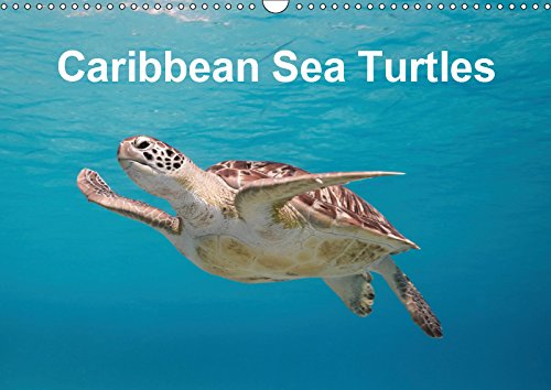 Caribbean Sea Turtles (Wall Calendar 2019 DIN A3 Landscape): Magical encounter with sea turtles! (Monthly calendar, 14 pages ) (Calvendo Animals) Film, Art & Culture
