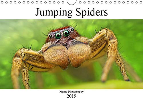 Jumping Spiders (Wall Calendar 2019 DIN A4 Landscape): Macro Photography (Monthly calendar, 14 pages ) (Calvendo Animals) Photography