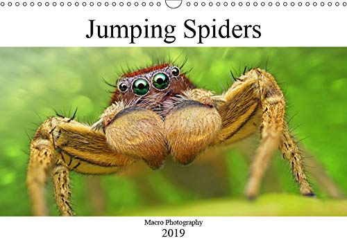 Jumping Spiders (Wall Calendar 2019 DIN A3 Landscape): Macro Photography (Monthly calendar, 14 pages ) (Calvendo Animals) Photography