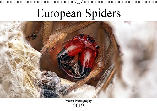 European Spiders (Wall Calendar 2019 DIN A3 Landscape): Macro Photography (Monthly calendar, 14 pages ) (Calvendo Animals) Photography