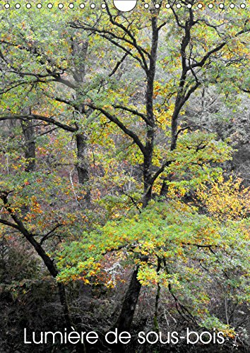 Lumière de sous-bois (Calendrier mural 2019 DIN A4 vertical): L'univers métaphysique de la forêt (Calendrier mensuel, 14 Pages ) (Calvendo Nature) Geology & Geography