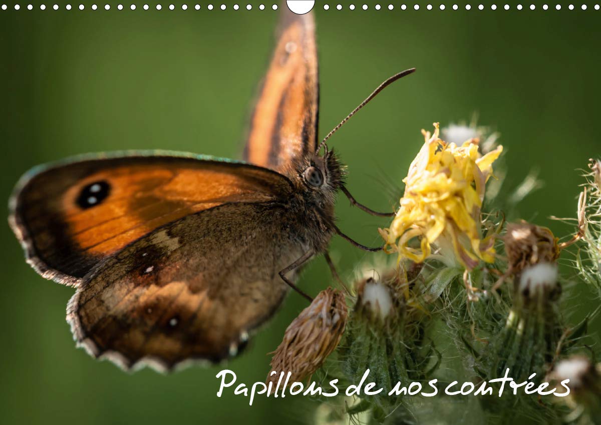 Papillons de nos contrées 2020: Palette de peintures de la nature (Calvendo Animaux) Geology & Geography