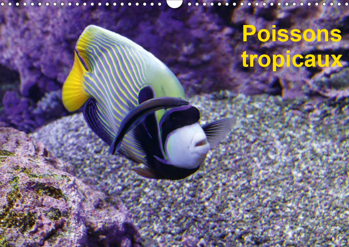 Poissons tropicaux (Calendrier mural 2021 DIN A3 horizontal): À la découverte des poisons tropicaux (Calendrier mensuel, 14 Pages ) book