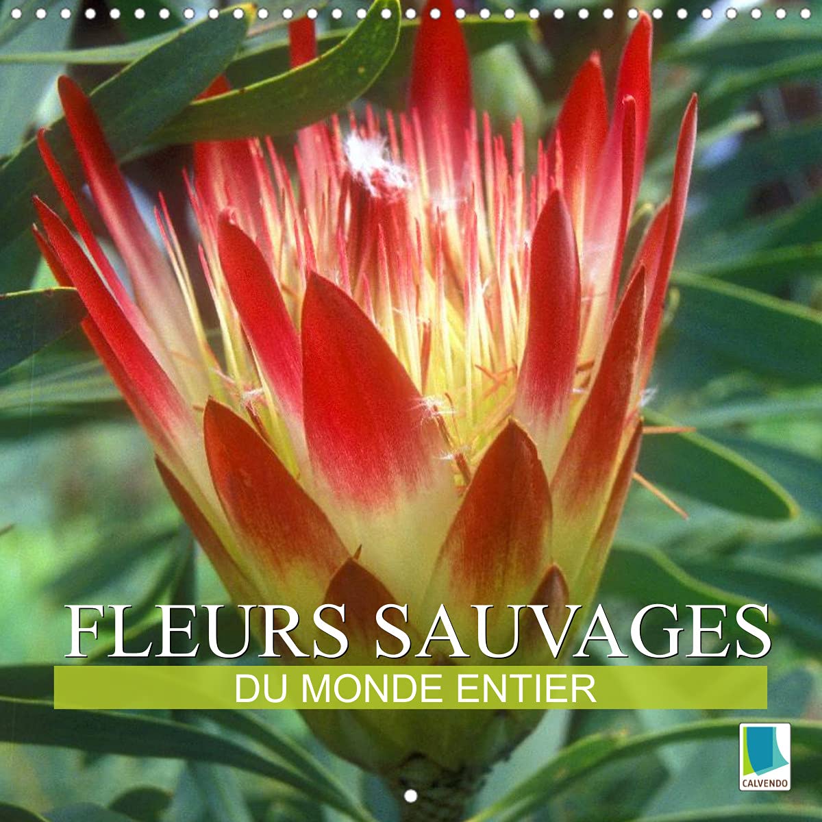 Fleurs sauvages du monde entier (Calendrier mural 2022 300 × 300 mm Square): Les parentes sauvages de nos fleurs de jardin et de nos fleurs en pot (Calendrier mensuel, 14 Pages ) Leisure, Home & Garden