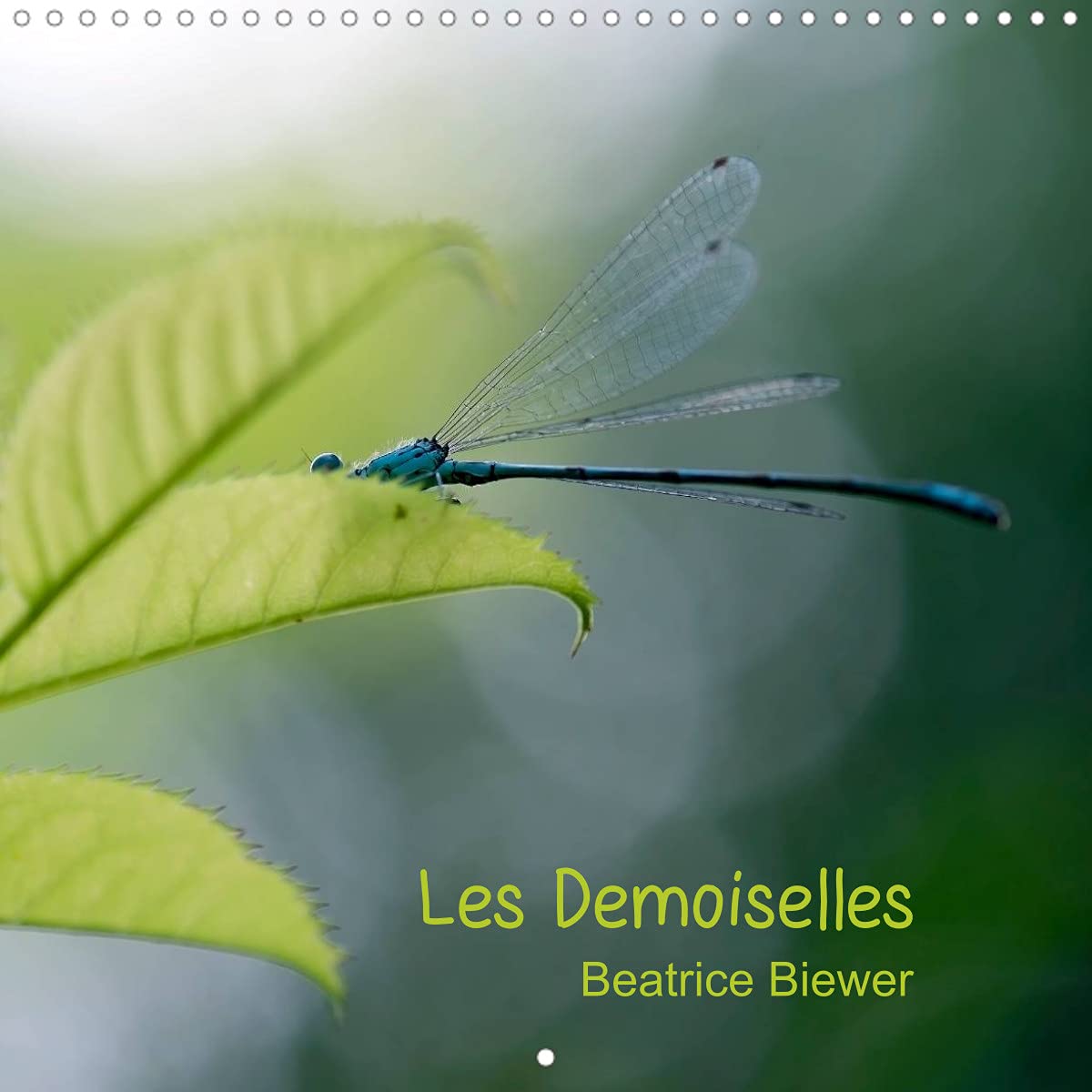 Les Demoiselles (Calendrier mural 2022 300 × 300 mm Square): Le monde des libellules (Calendrier mensuel, 14 Pages ) Leisure, Home & Garden