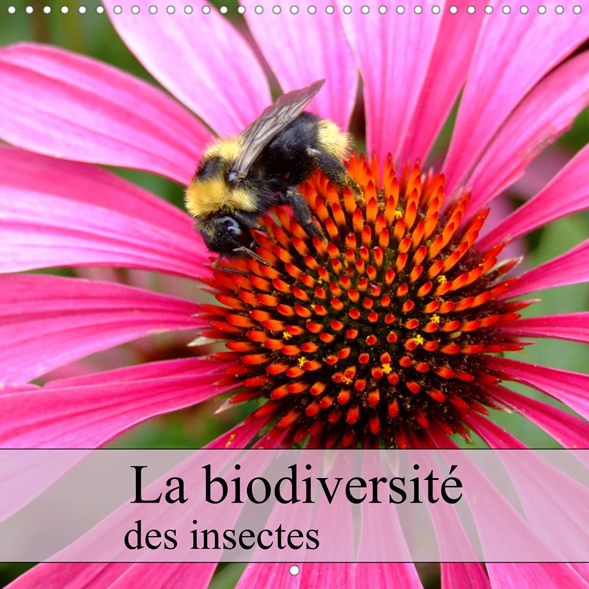 La biodiversité des insectes (Calendrier mural 2022 300 × 300 mm Square): Plan serré d'insectes de la photographe, Dagmar Laimgruber (Calendrier mensuel, 14 Pages ) Film, Art & Culture