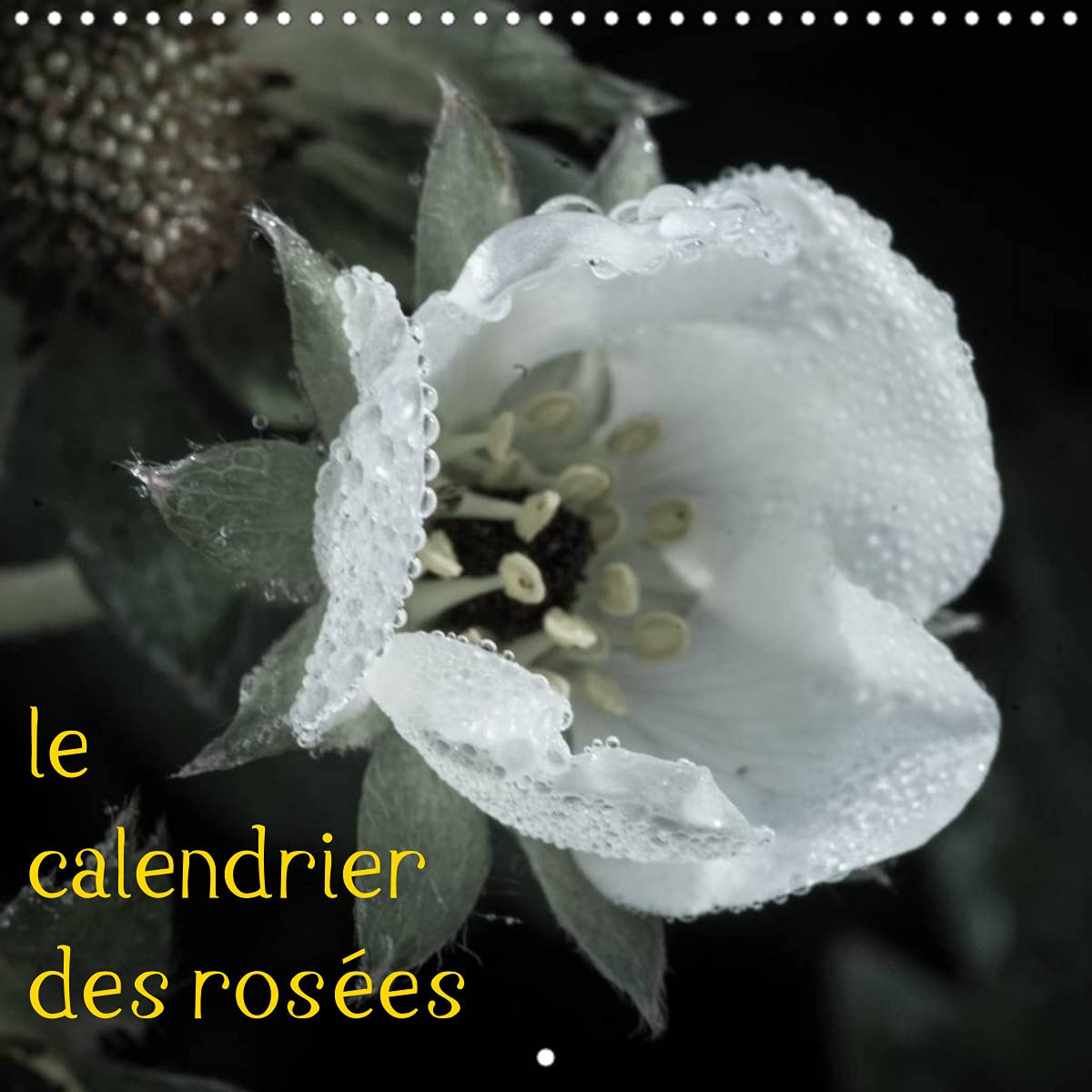 le calendrier des rosées (Calendrier mural 2022 300 × 300 mm Square): Photos d'une année de gouttes de rosée sur la nature. (Calendrier mensuel, 14 Pages ) Leisure, Home & Garden