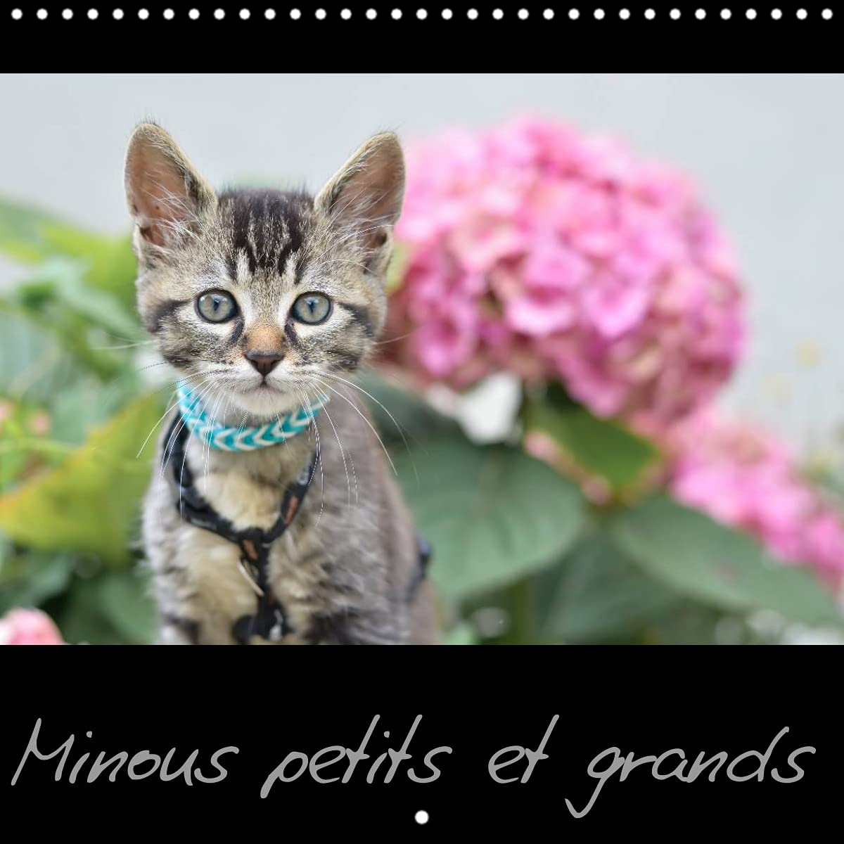 Minous petits et grands (Calendrier mural 2022 300 × 300 mm Square): Calendrier sur les chats (Calendrier mensuel, 14 Pages ) Film, Art & Culture