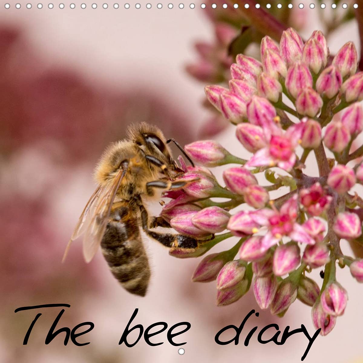 The bee diary (Wall Calendar 2022 300 × 300 mm Square): Carniolan bees collecting nectar and pollen (Monthly calendar, 14 pages ) Leisure, Home & Garden