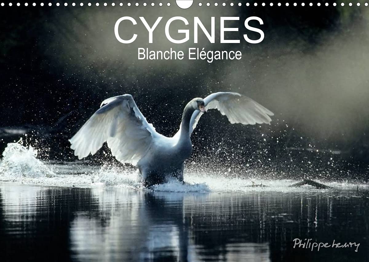 CYGNES. Blanche Elégance (Calendrier mural 2022 DIN A3 horizontal): Les plus belles photos de cygnes prises dans des régions sauvages de France et de Finlande. (Calendrier mensuel, 14 Pages ) Film, Art & Culture