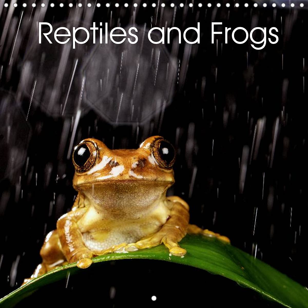 Reptiles and Frogs (Wall Calendar 2022 300 × 300 mm Square): Photos of Reptiles and Frogs (Monthly calendar, 14 pages ) Film, Art & Culture