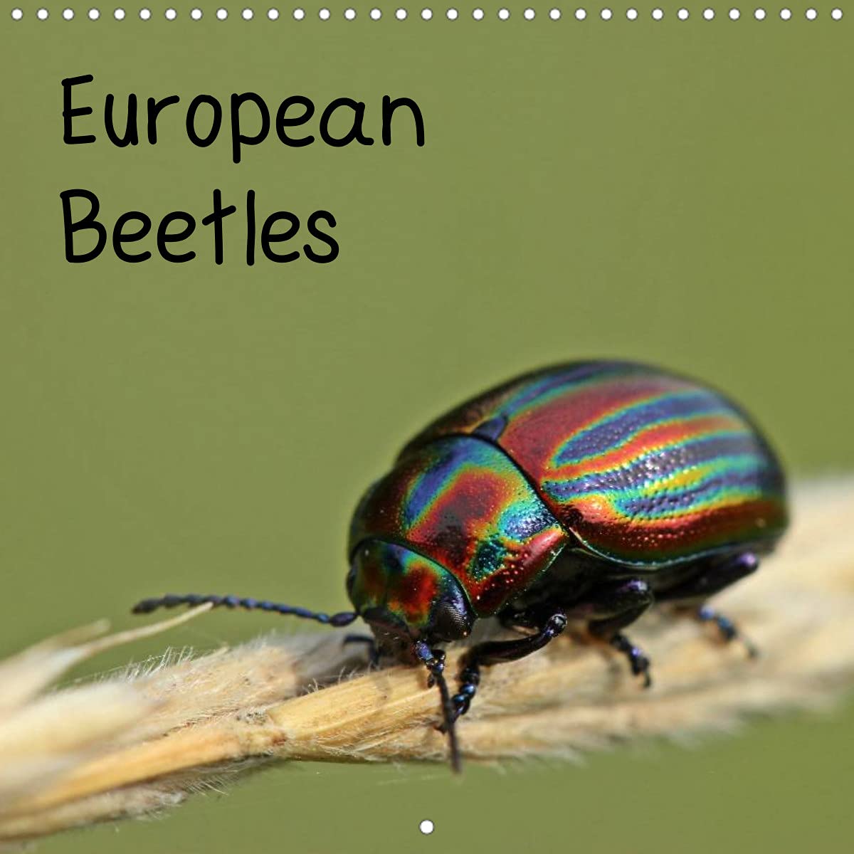 European Beetles (Wall Calendar 2022 300 × 300 mm Square): 12 different species of European beetle in macro shots, some of them on the Red List of Threatened Species. (Monthly calendar, 14 pages ) Film, Art & Culture