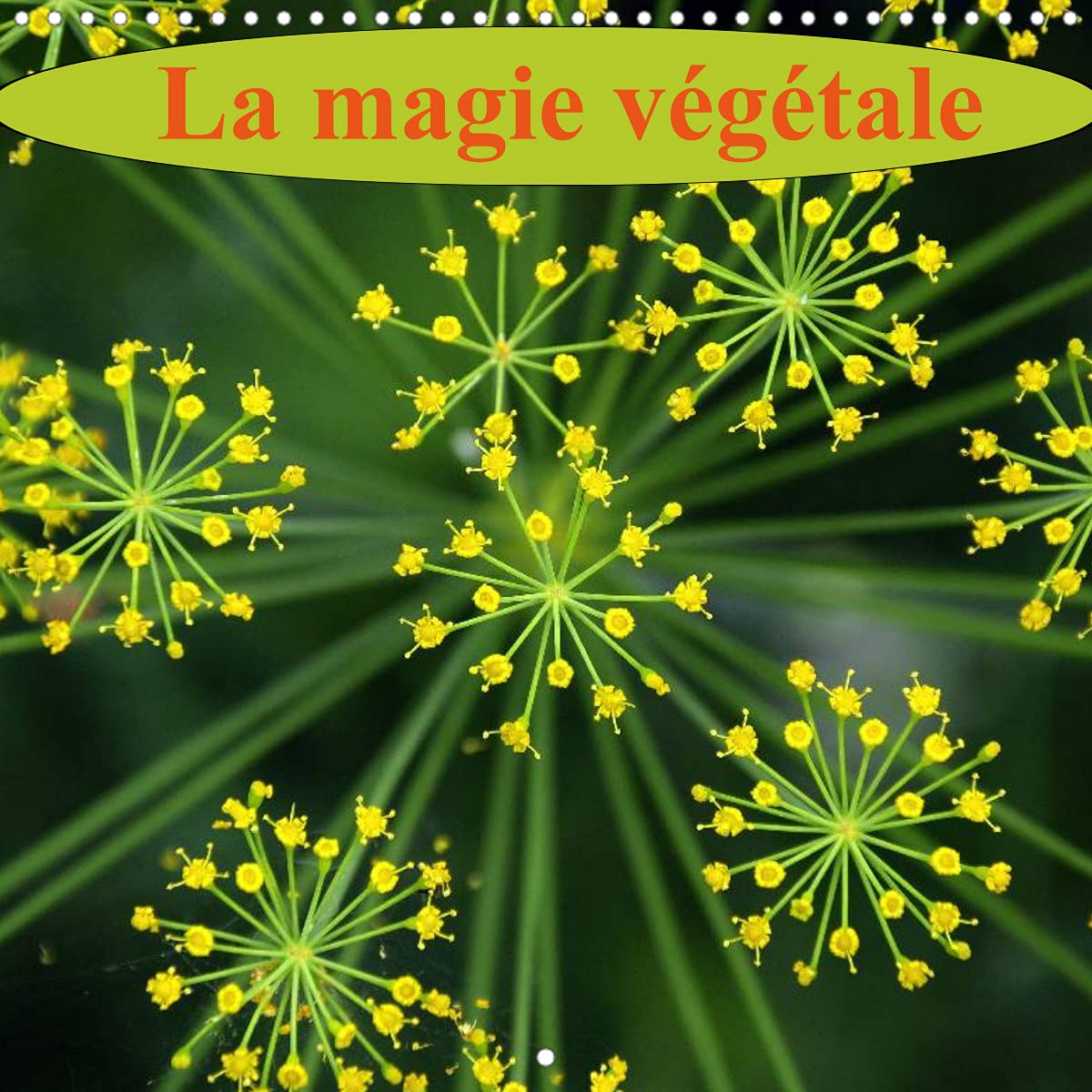 La magie végétale (Calendrier mural 2022 300 × 300 mm Square): Fleurs et flore, un feu d'artifice de couleurs (Calendrier mensuel, 14 Pages ) Leisure, Home & Garden