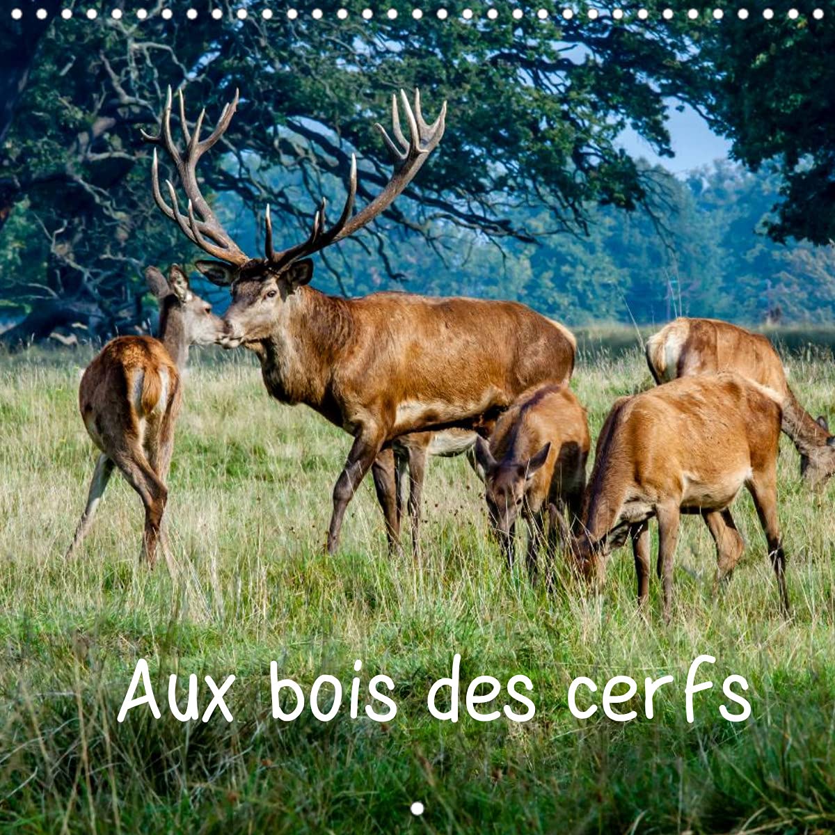 Aux bois des cerfs (Calendrier mural 2022 300 × 300 mm Square): Cerfs en liberté dans une forêt danoise proche de Copenhague (Calendrier mensuel, 14 Pages ) Film, Art & Culture