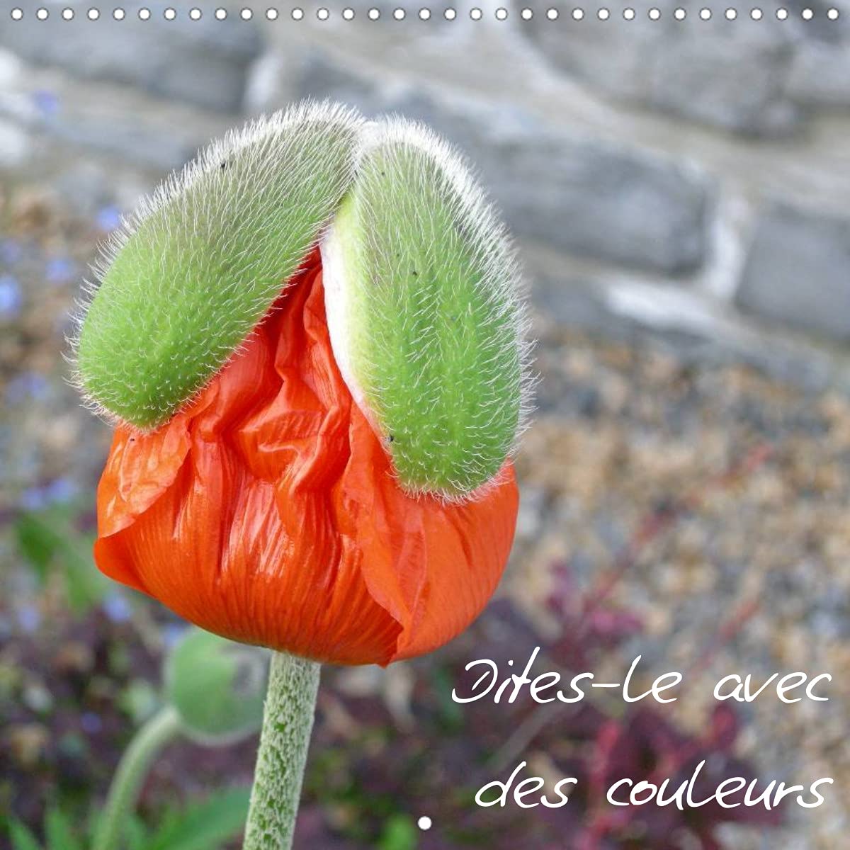 Dites-le avec des couleurs (Calendrier mural 2022 300 × 300 mm Square): Les fleurs, un baume pour le coeur (Calendrier mensuel, 14 Pages ) Leisure, Home & Garden