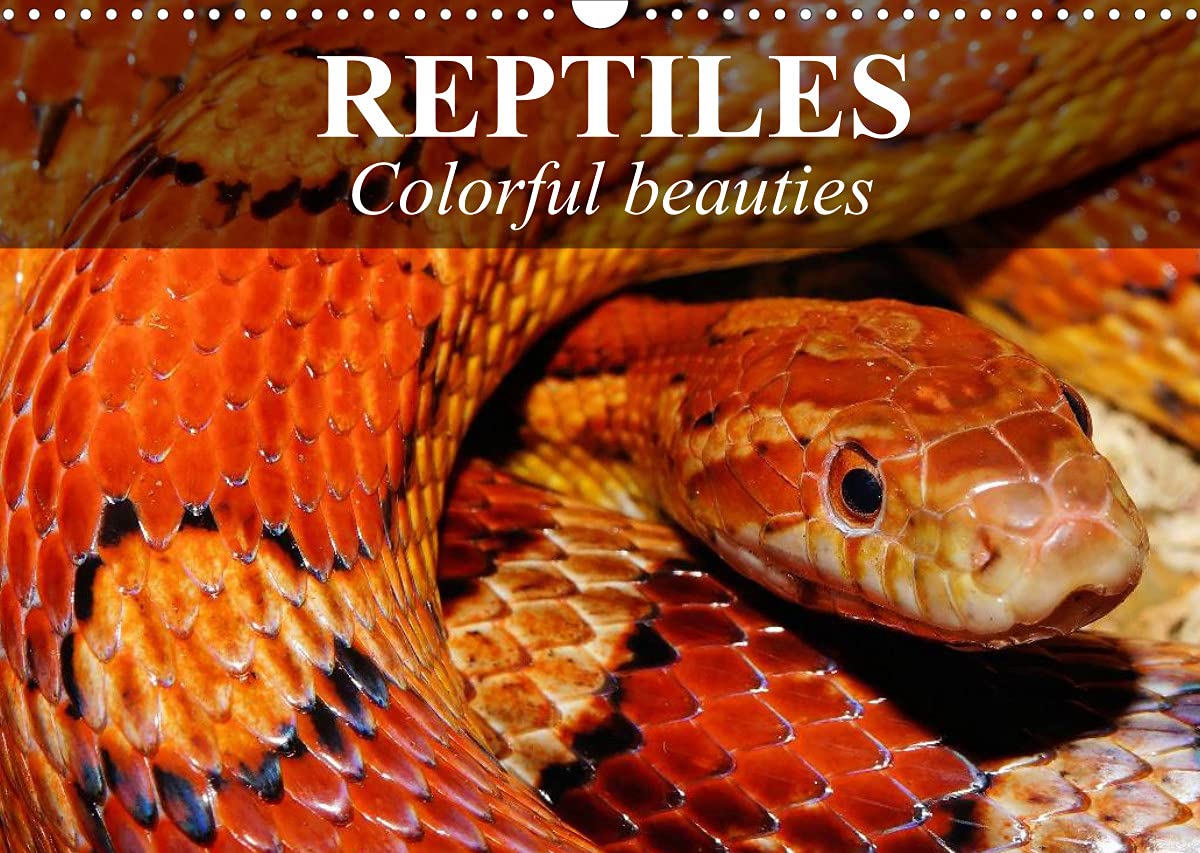 Reptiles Colorful beauties (Wall Calendar 2022 DIN A3 Landscape): Cold-blooded beauties (Monthly calendar, 14 pages ) Leisure, Home & Garden