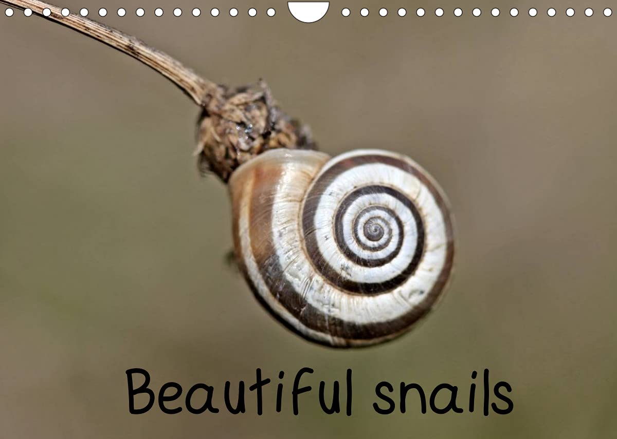 Beautiful snails (Wall Calendar 2022 DIN A4 Landscape): Six different native snail species in 13 color macro shots. (Monthly calendar, 14 pages ) Film, Art & Culture