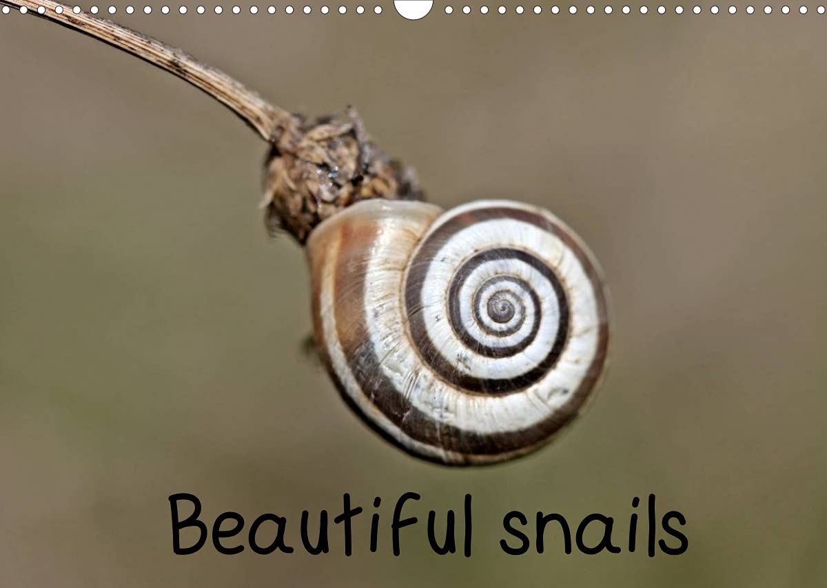 Beautiful snails (Wall Calendar 2022 DIN A3 Landscape): Six different native snail species in 13 color macro shots. (Monthly calendar, 14 pages ) Film, Art & Culture