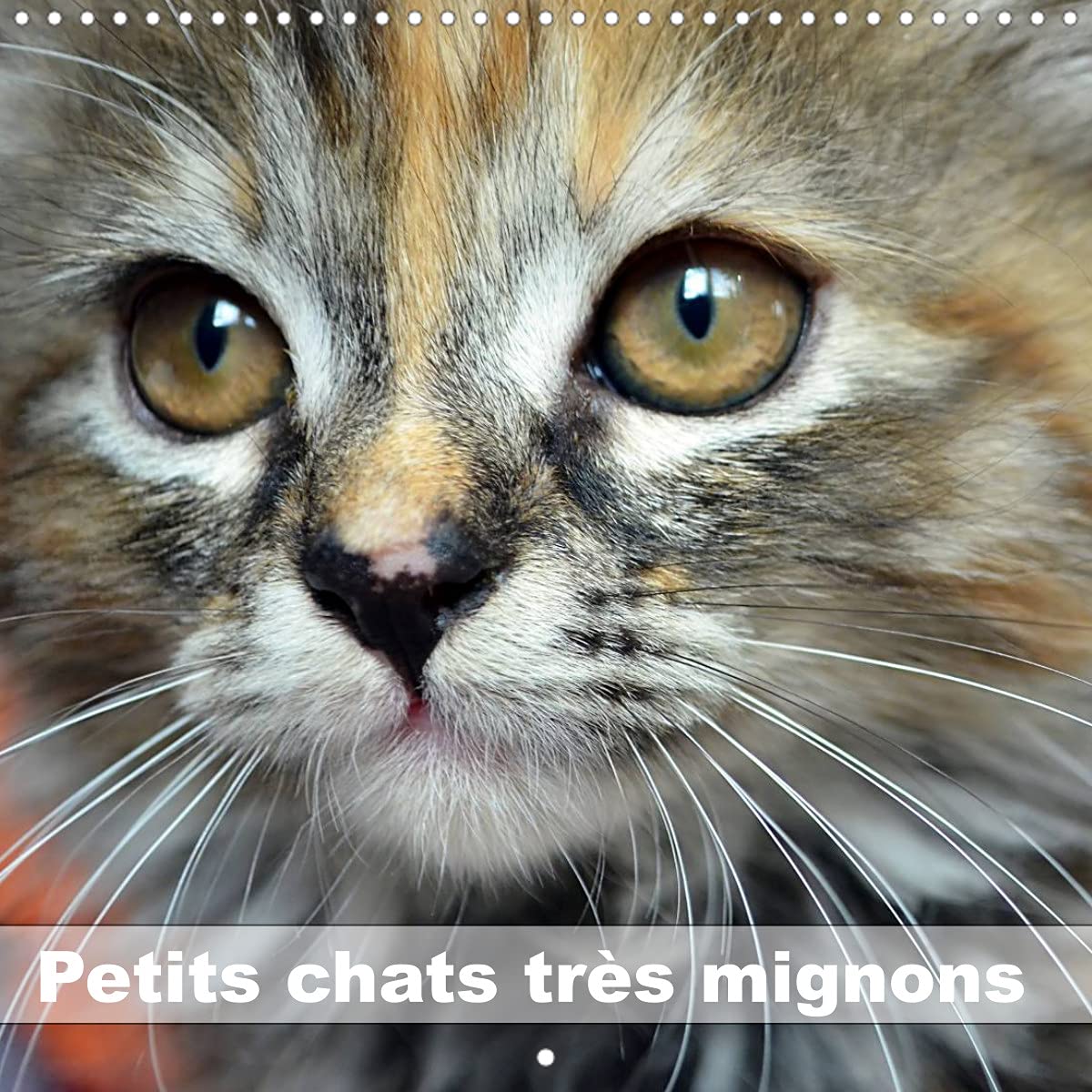 Petits chats très mignons (Calendrier mural 2022 300 × 300 mm Square): Photos fascinantes des tigres de salon prises en gros plan. (Calendrier mensuel, 14 Pages ) Social Sciences