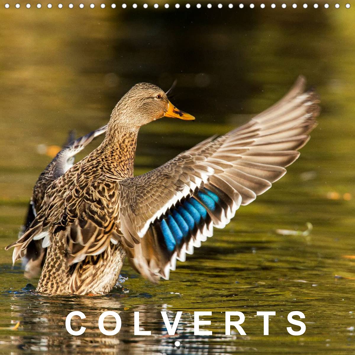 COLVERTS (Calendrier mural 2022 300 × 300 mm Square): 13 portraits colorés de canards colverts. (Calendrier mensuel, 14 Pages ) Leisure, Home & Garden