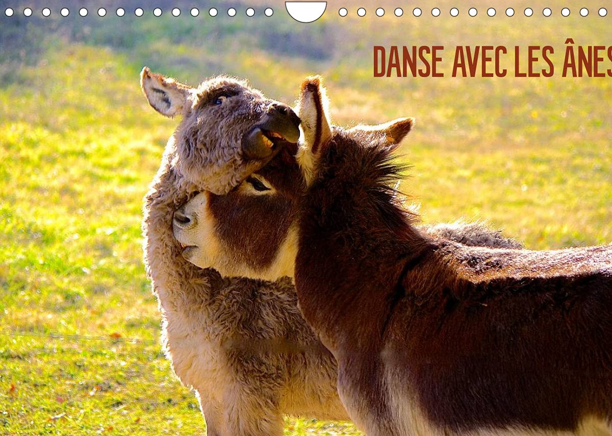 DANSE AVEC LES ÂNES (Calendrier mural 2022 DIN A4 horizontal): Les ânes d'Espanès de la région Midi-Pyrénées (Calendrier mensuel, 14 Pages ) Leisure, Home & Garden