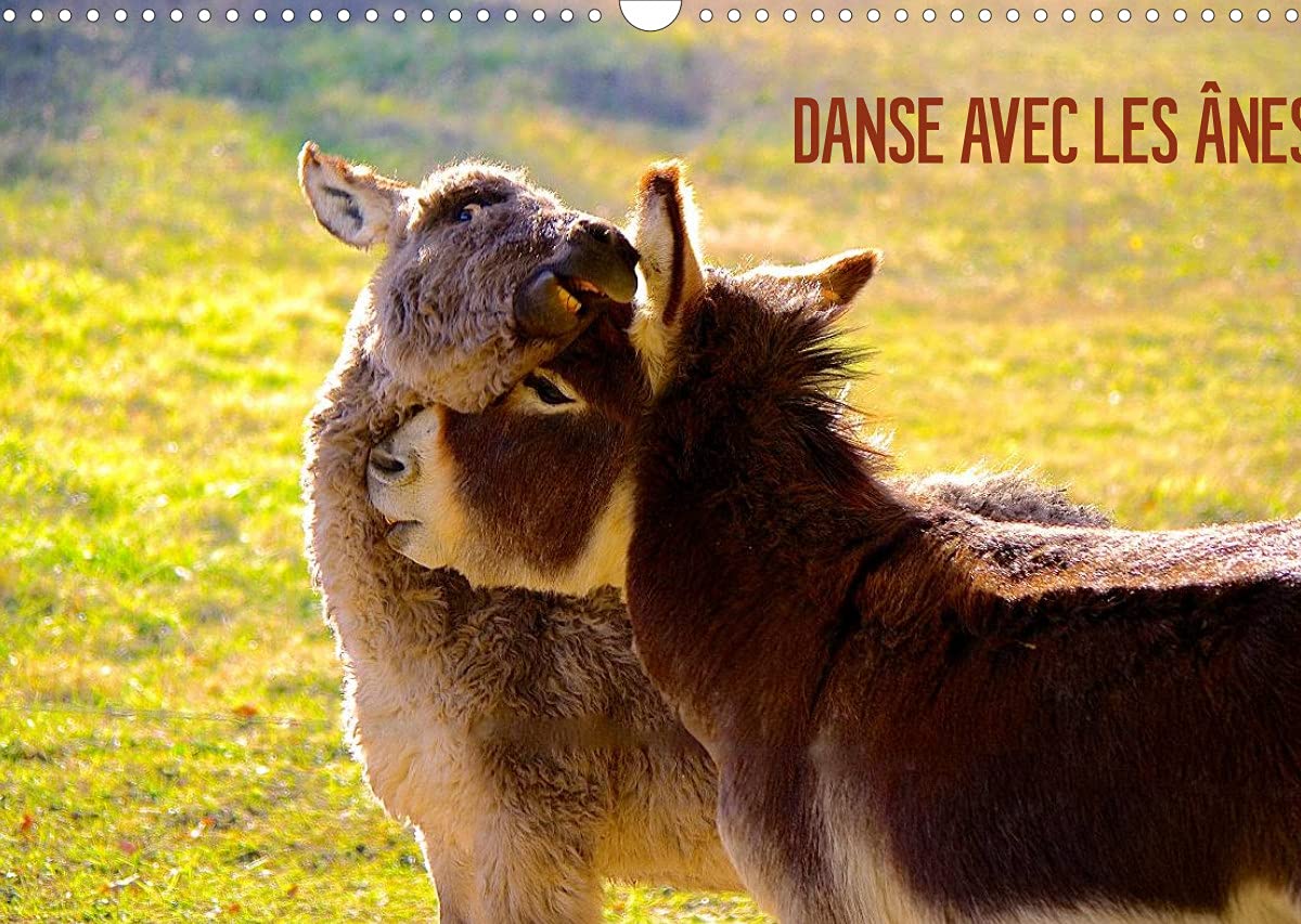 DANSE AVEC LES ÂNES (Calendrier mural 2022 DIN A3 horizontal): Les ânes d'Espanès de la région Midi-Pyrénées (Calendrier mensuel, 14 Pages ) Leisure, Home & Garden