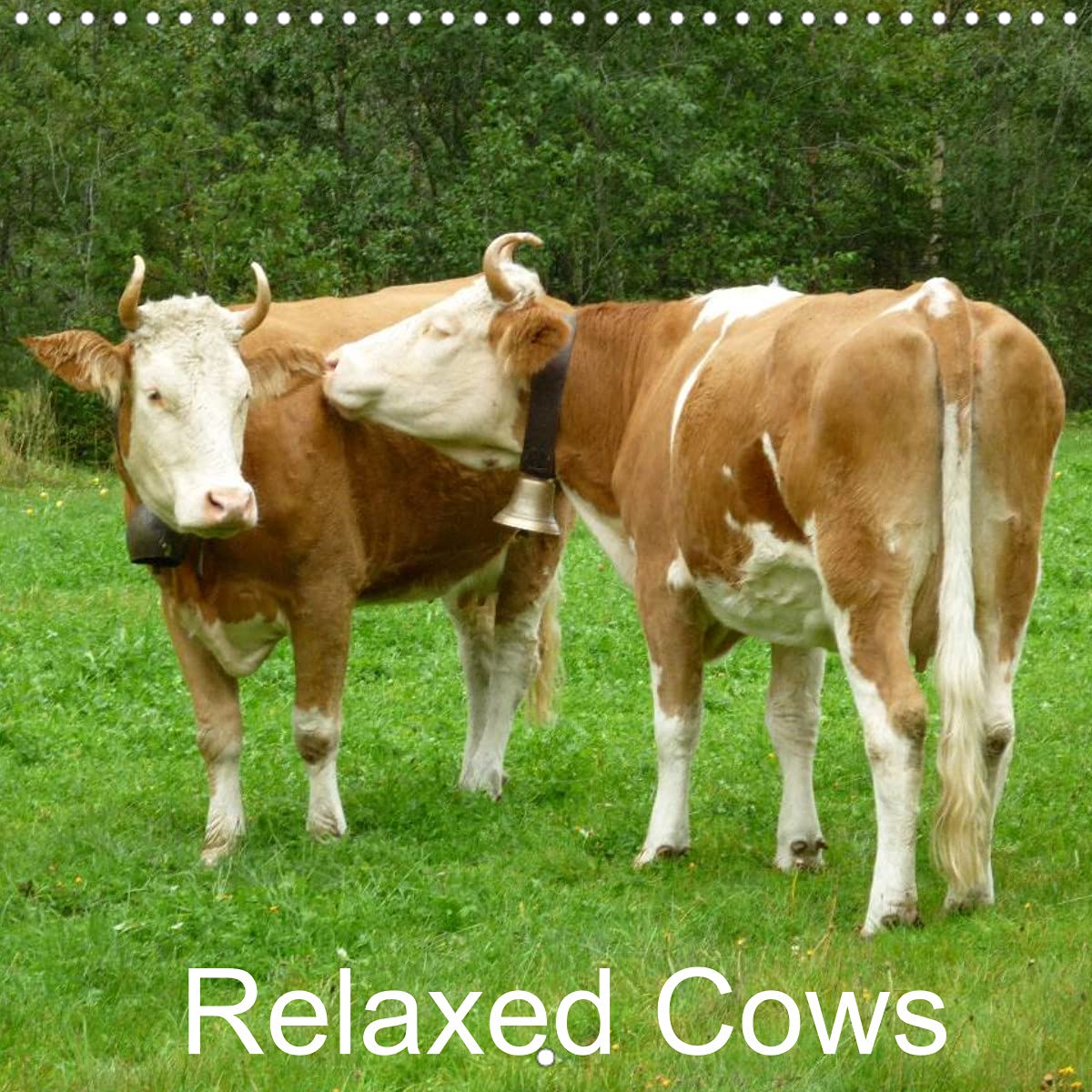 Relaxed Cows (Wall Calendar 2022 300 × 300 mm Square): Cows in the Swiss aAps (Monthly calendar, 14 pages ) Children's books