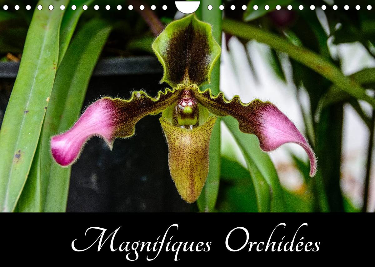 Magnifiques Orchidées (Calendrier mural 2022 DIN A4 horizontal): Belles photographies d'orchidées exotiques (Calendrier mensuel, 14 Pages ) Leisure, Home & Garden