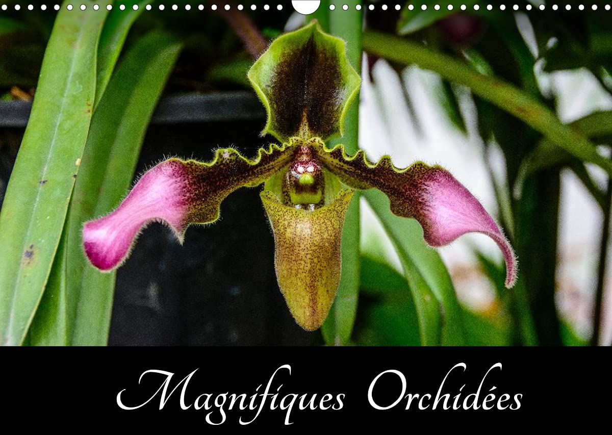 Magnifiques Orchidées (Calendrier mural 2022 DIN A3 horizontal): Belles photographies d'orchidées exotiques (Calendrier mensuel, 14 Pages ) Leisure, Home & Garden