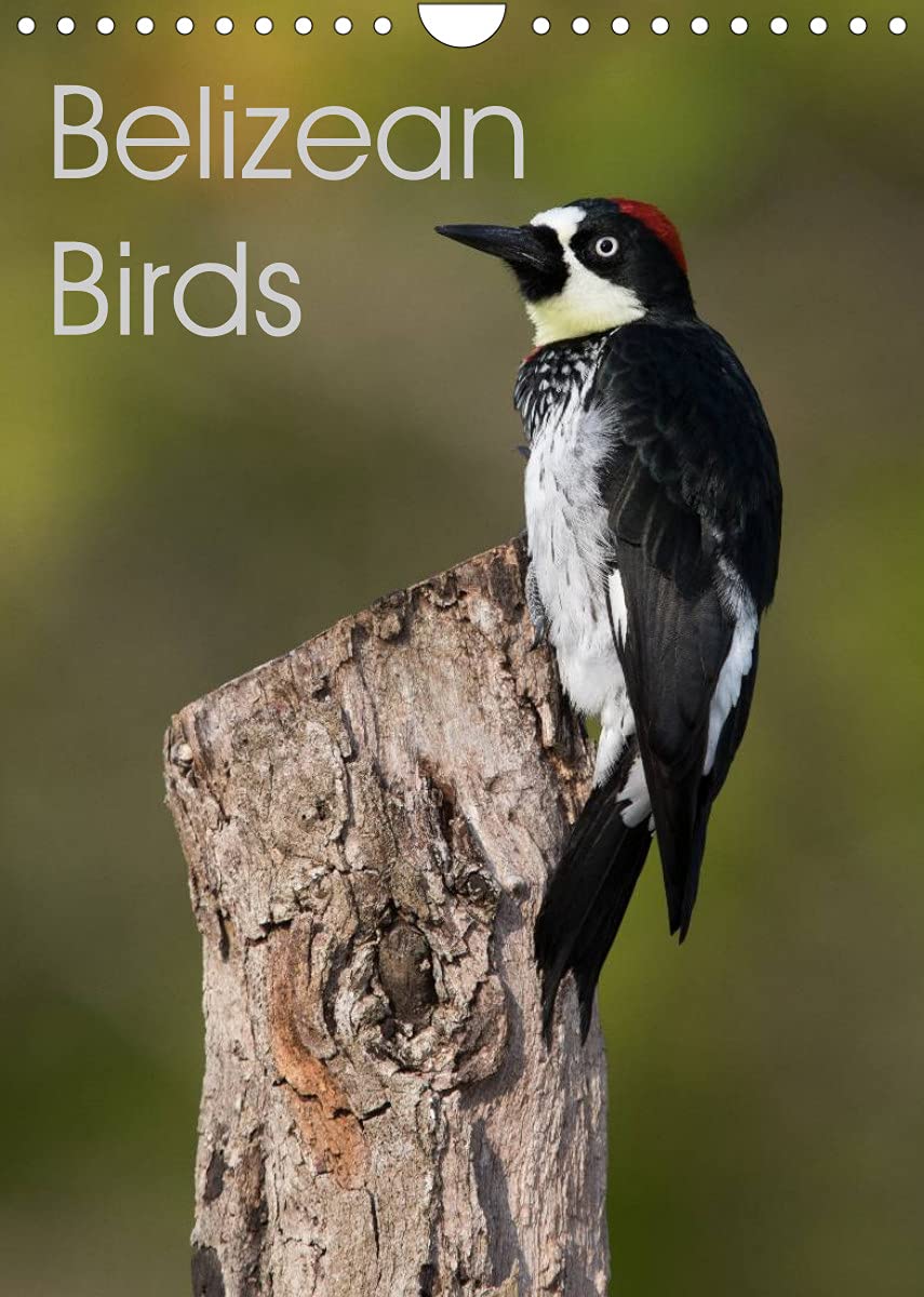 Belizean Birds (Wall Calendar 2022 DIN A4 Portrait): Some of the beautiful birds of Belize (Monthly calendar, 14 pages ) Leisure, Home & Garden