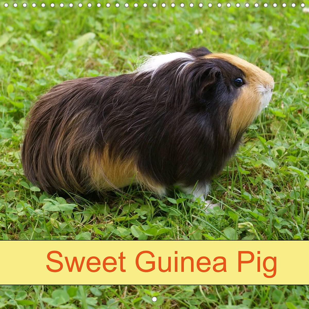 Sweet Guinea Pig (Wall Calendar 2022 300 × 300 mm Square): Rodents and Pets (Monthly calendar, 14 pages ) Natural Sciences