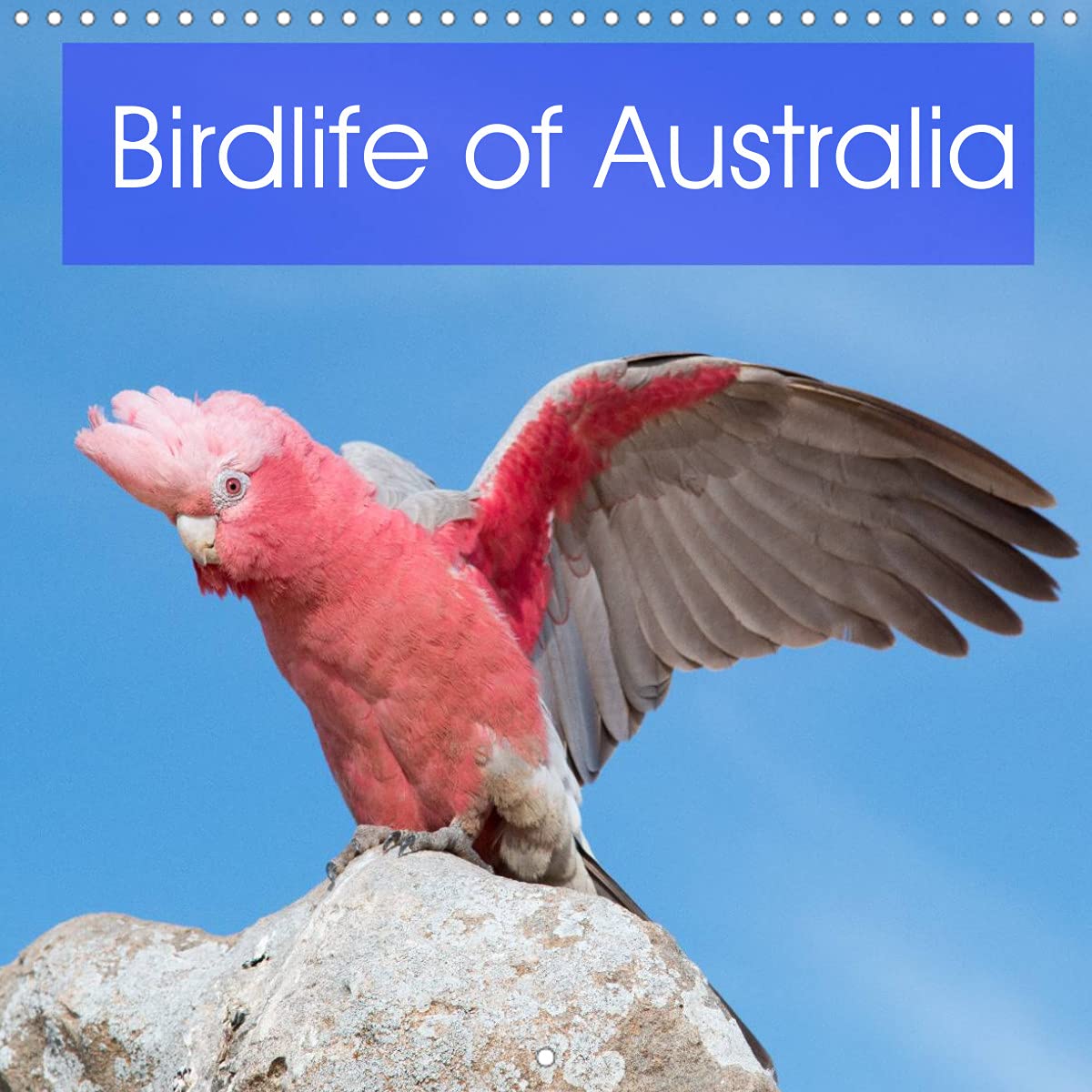Birdlife of Australia (Wall Calendar 2022 300 × 300 mm Square): A beautiful calendar that showcases some of the unique birdlife of Australia (Monthly calendar, 14 pages ) Leisure, Home & Garden