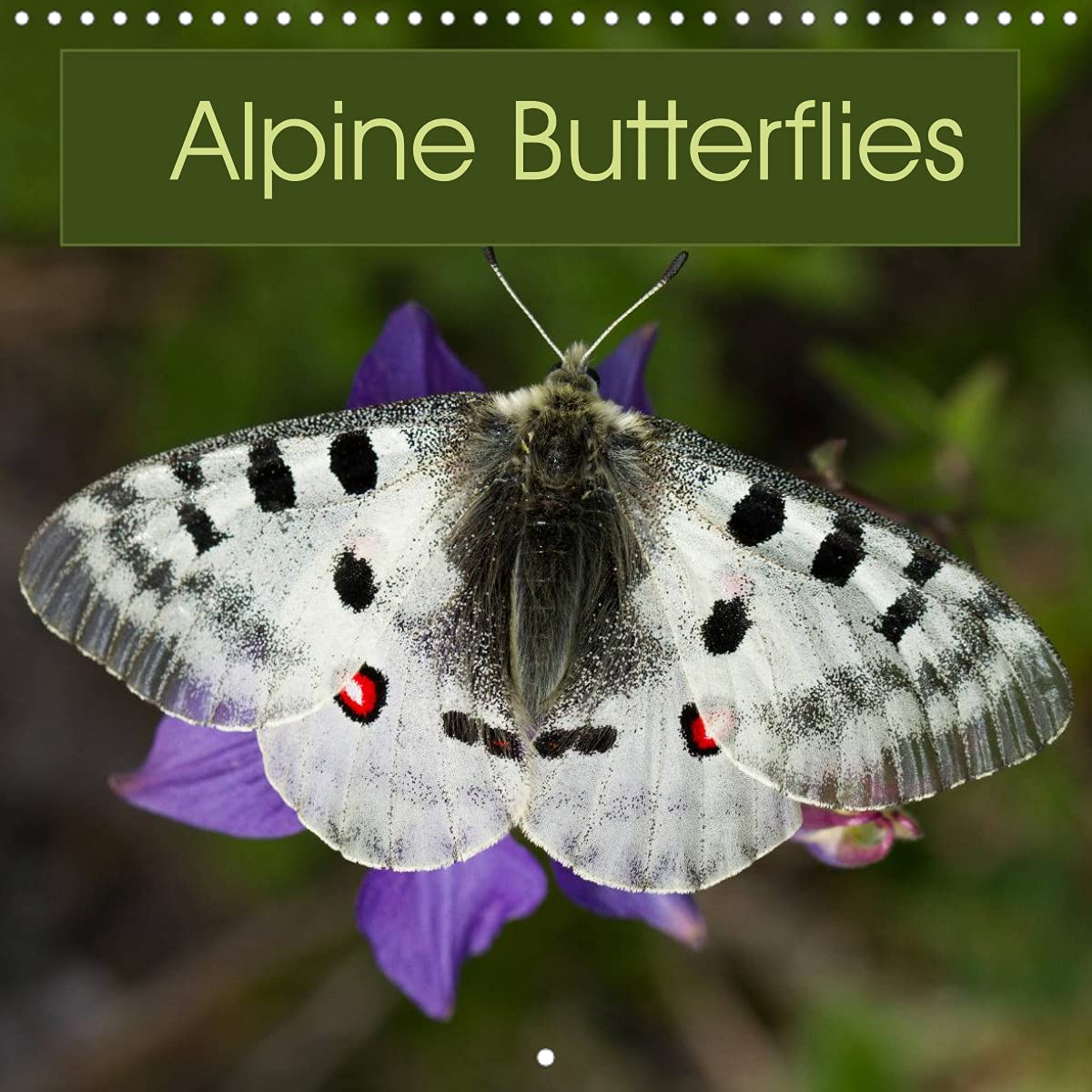 Alpine Butterflies (Wall Calendar 2022 300 × 300 mm Square): A calendar featuring stunning photos of some of the beautiful butterflies that can be found in the Alps (Monthly calendar, 14 pages ) Leisure, Home & Garden