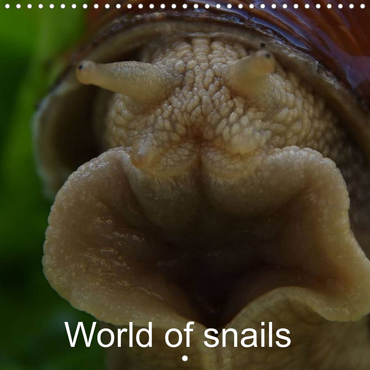 World of snails (Wall Calendar 2022 300 × 300 mm Square): Nature and living (Monthly calendar, 14 pages ) Leisure, Home & Garden