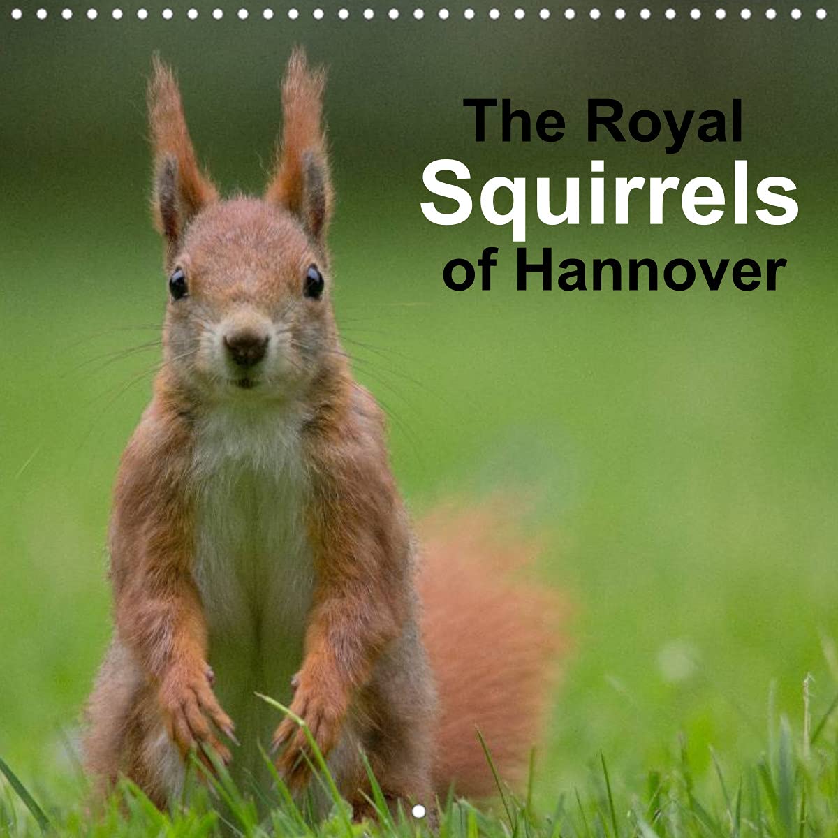 The Royal Squirrels of Hannover (Wall Calendar 2022 300 × 300 mm Square): Red Squirrels in the Royal Gardens of Herrenhausen (Hannover) (Monthly calendar, 14 pages ) Natural Sciences