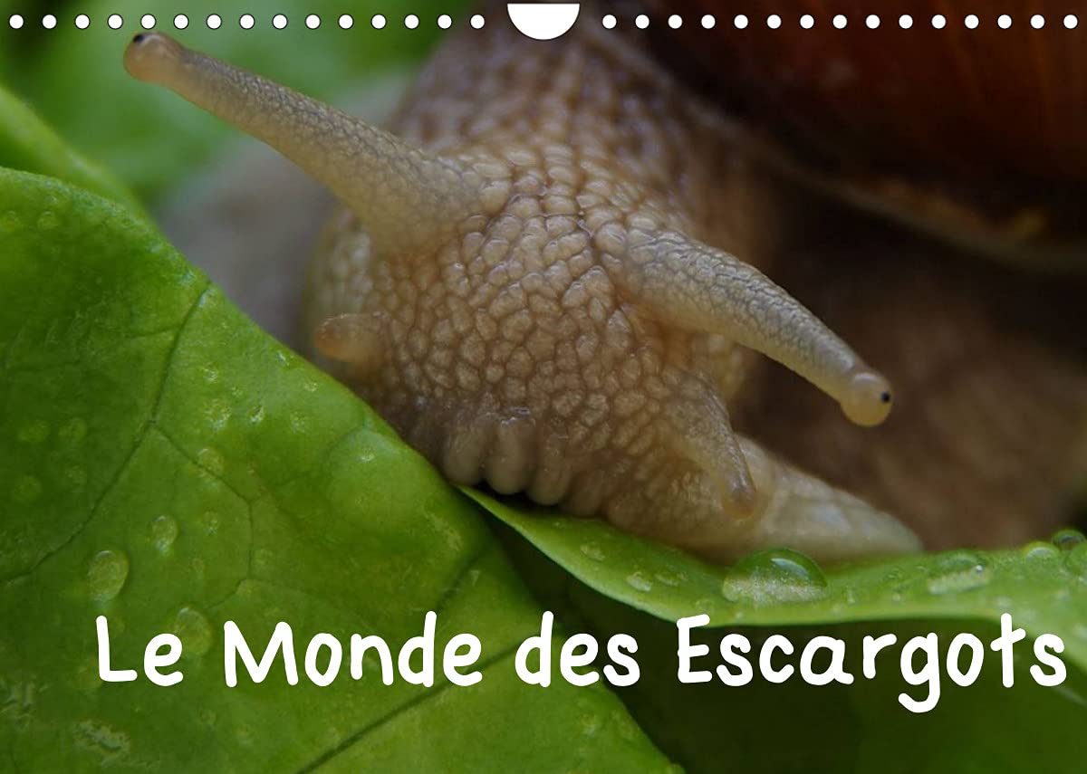 Le Monde des Escargots (Calendrier mural 2022 DIN A4 horizontal): Escargots dans notre paysage (Calendrier mensuel, 14 Pages ) Children's books
