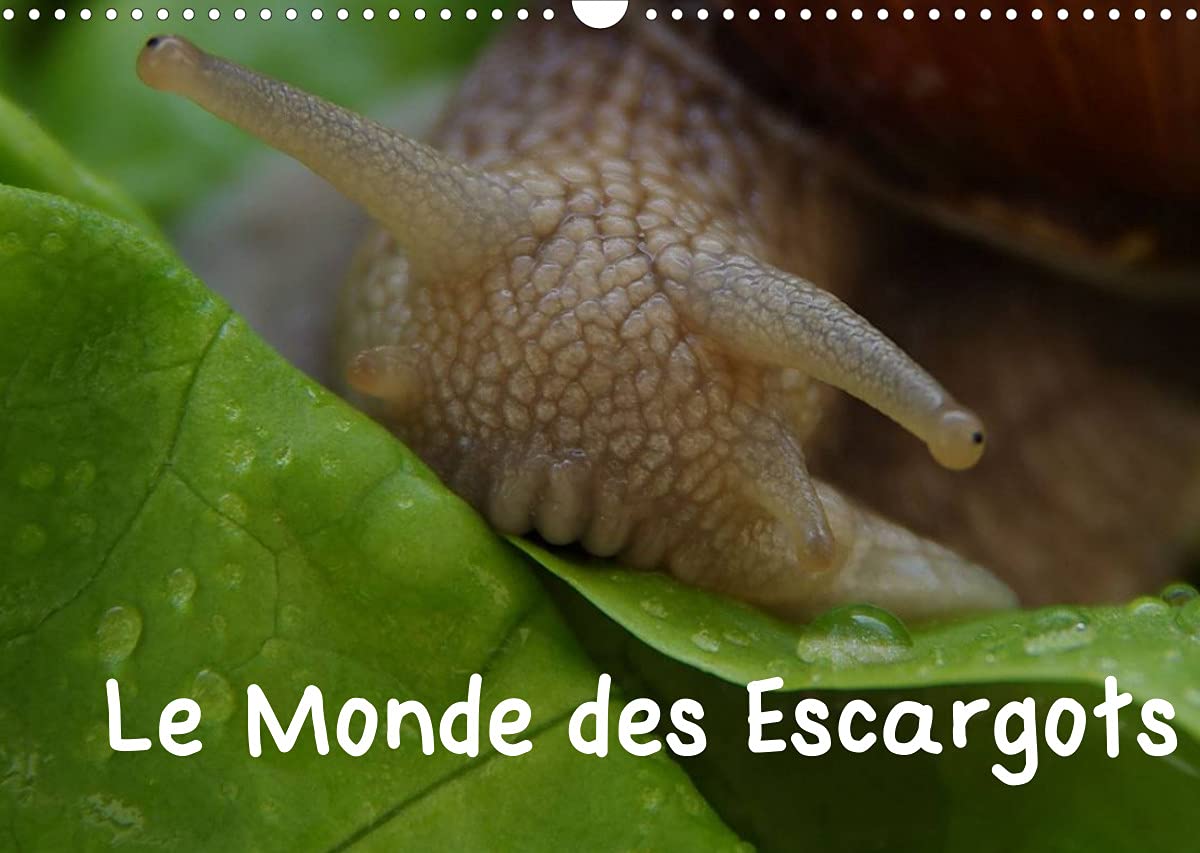 Le Monde des Escargots (Calendrier mural 2022 DIN A3 horizontal): Escargots dans notre paysage (Calendrier mensuel, 14 Pages ) Children's books