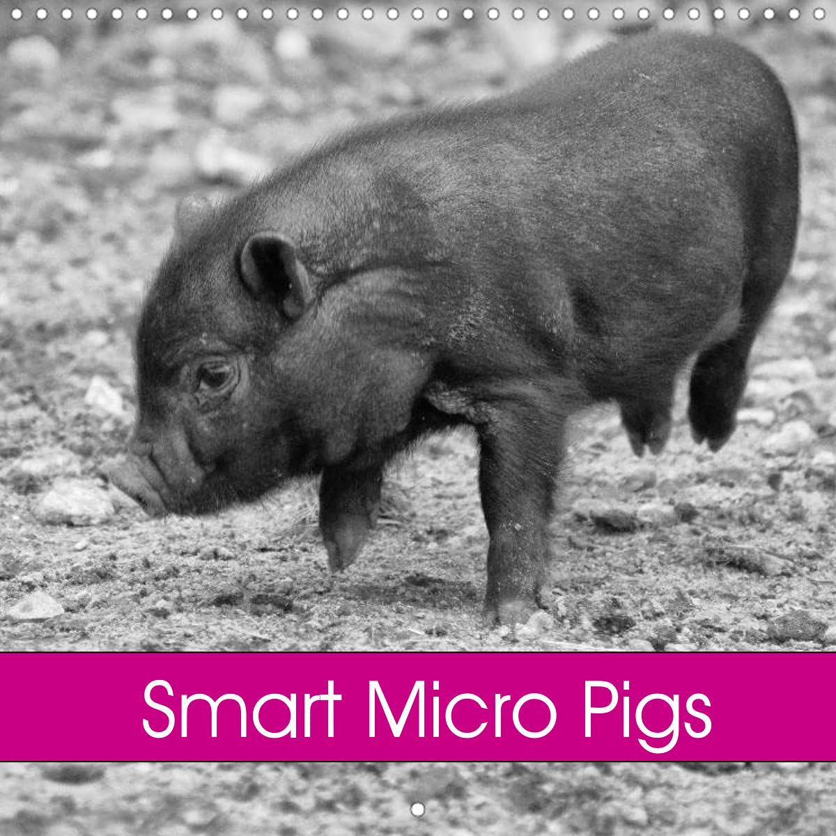Smart Micro Pigs (Wall Calendar 2022 300 × 300 mm Square): Micro Pigs and Piglets in black and white (Monthly calendar, 14 pages ) Film, Art & Culture