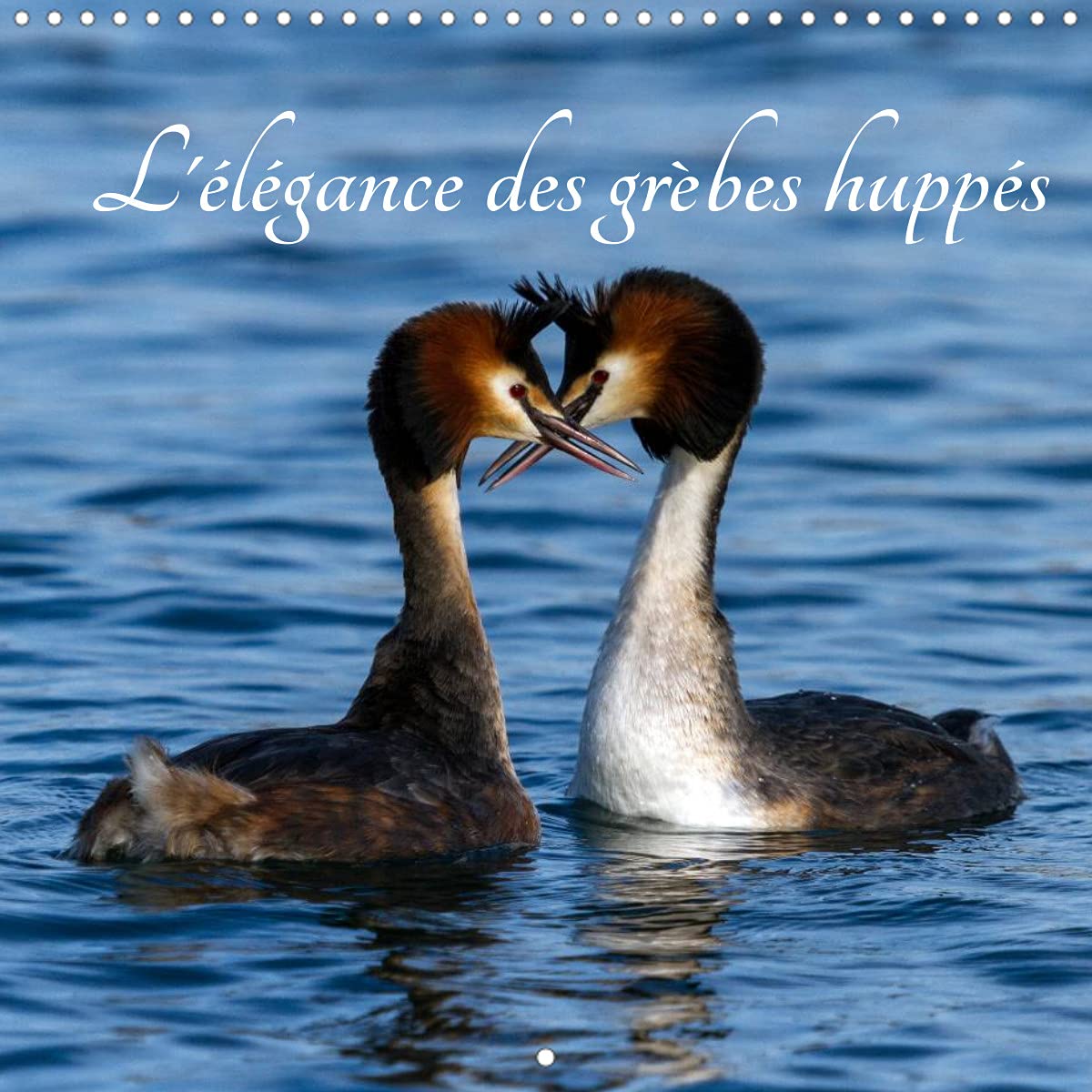 L'élégance des grèbes huppés (Calendrier mural 2022 300 × 300 mm Square): Les grèbes huppés, une beauté de la nature ! (Calendrier mensuel, 14 Pages ) Film, Art & Culture