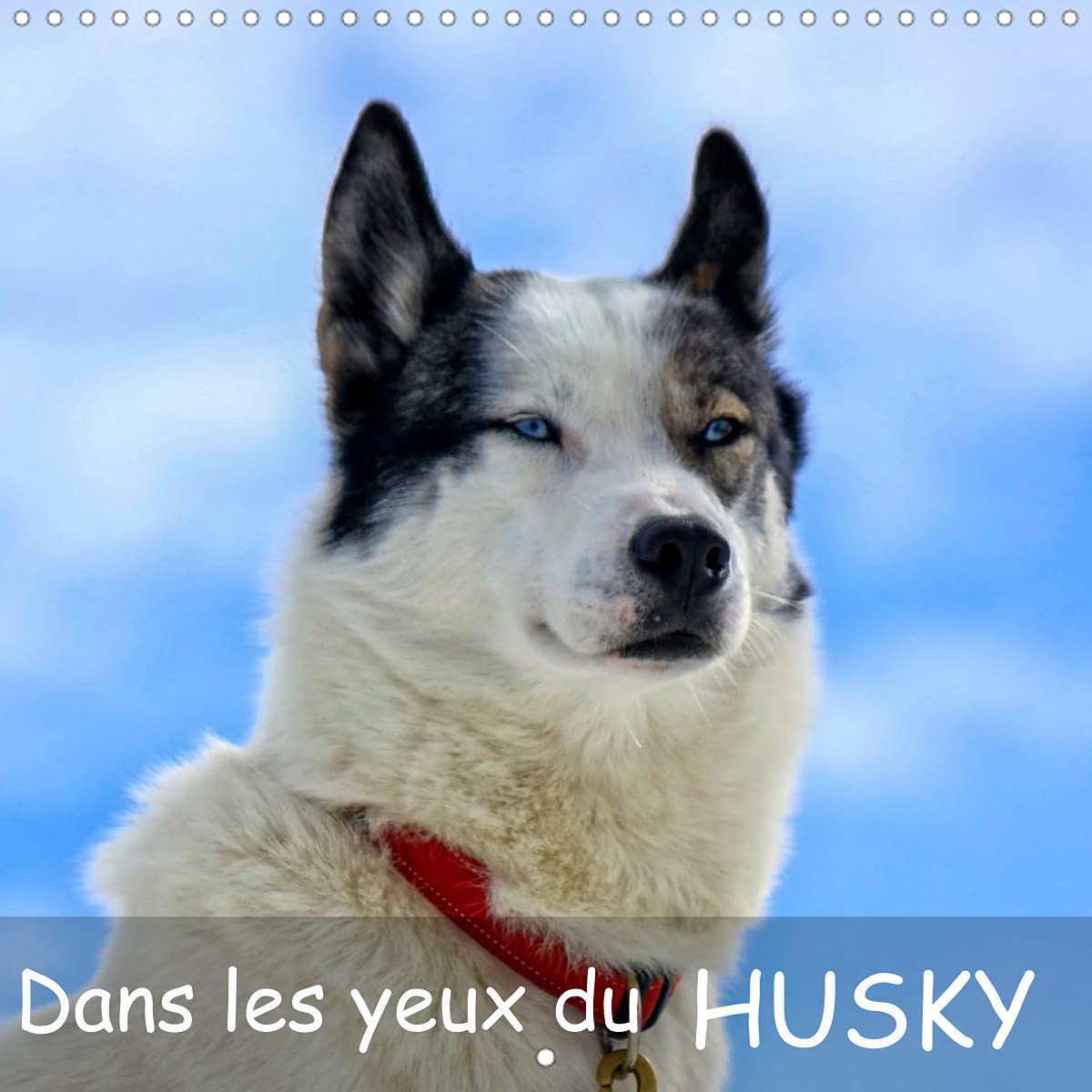 Dans les yeux du husky (Calendrier mural 2022 300 × 300 mm Square): Le chien husky aime courir, le voici pendant et après une course de traineaux. (Calendrier mensuel, 14 Pages ) Film, Art & Culture
