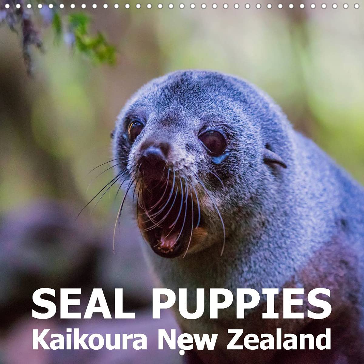 Seal Puppies, Kaikoura New Zealand (Wall Calendar 2022 300 × 300 mm Square): This high-quality photo calendar shows cute seal pups in their natural environment. (Monthly calendar, 14 pages ) Leisure, Home & Garden