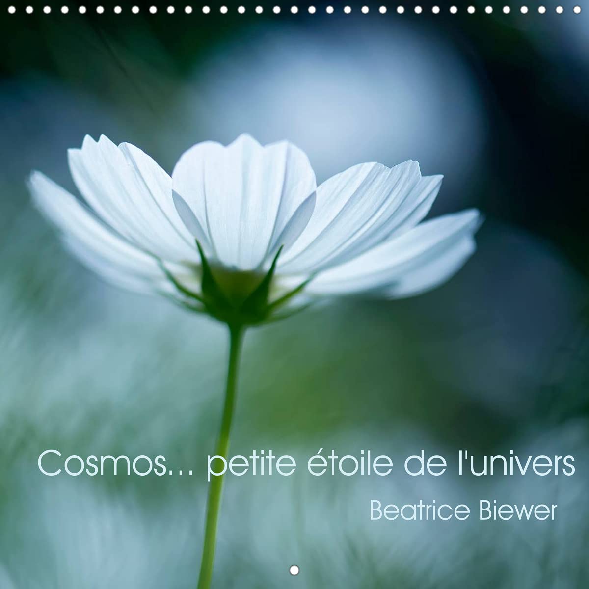 Cosmos... petite étoile de l'univers (Calendrier mural 2022 300 × 300 mm Square): Une jolie fleur toute en légéreté (Calendrier mensuel, 14 Pages ) Leisure, Home & Garden